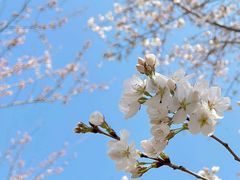 -古柏渡丰乐樱花园