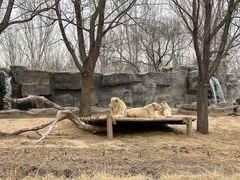 -北京野生动物园