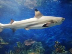 -泉州海丝野生动物世界