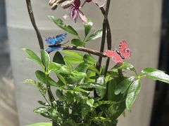 -上海虹桥花卉市场经营管理有限公司-停车场