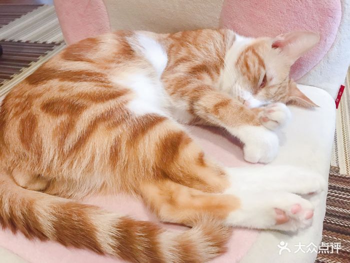 衔蝉猫咖图片 - 第93张