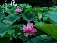 -陈家山荷花公园