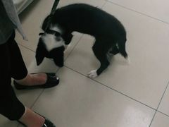 -申普宠物医院·眼科·心内科·影像科(普陀分院)