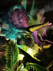 -恐龙探索乐园(磁器口店)