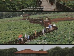 -荷塘月色湿地公园·向阳花洲