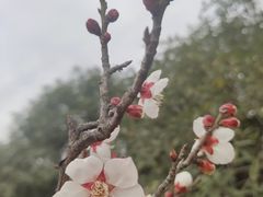 -香雪海