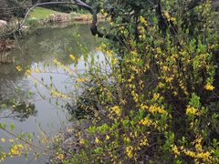 -桃花岛景观公园