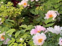 -洛阳市隋唐城遗址植物园