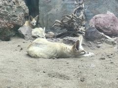 -广州长隆飞鸟乐园