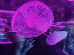 -西安曲江海洋极地公园