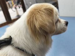 -创凡宠物医院·骨专科  猫科中心(西乡分院)