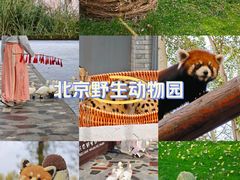 -北京野生动物园