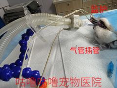 -咕噜咕噜宠物医院·CT·肿瘤科·骨科(前海院)