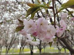 -古柏渡丰乐樱花园