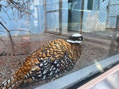 -青藏高原野生动物园
