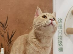 -楼上猫咖(罗湖店)