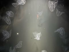 -西海国立公园九十九岛水族馆