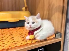 -欣宠猫屋·矮脚拿破仑·蓝金金渐层