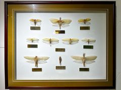 -上海昆虫博物馆