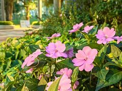 -香蜜公园