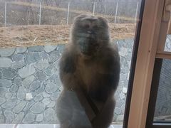 -土司宴