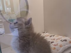 -小猫来了·猫舍(红山六九七九店)