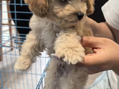 -萌宠之家·腊肠犬·马尔泰·小体犬舍