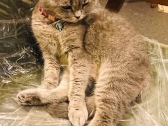 -猫色咖啡·猫咖
