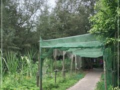 -北海金海湾红树林生态旅游区