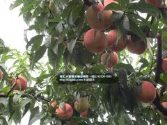 -南汇水蜜桃采摘(大团店)