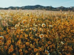 -客临百思德·东北特色馆(龙湖时代天街店)