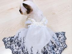 -麒麟缅因猫舍·十五年缅因猫选购中心