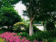 -西北湖绿化广场