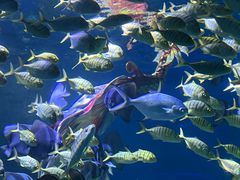 -海合安武汉极地海洋公园