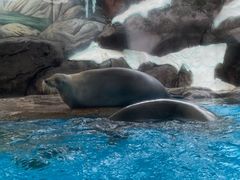 -海合安成都极地海洋公园