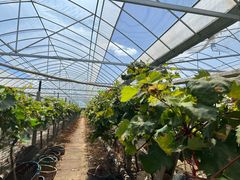 -马陆小张葡萄园农家乐