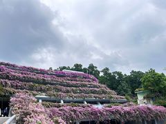 -深圳仙湖植物园