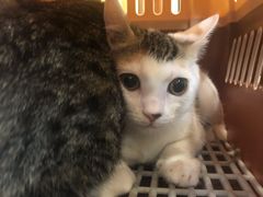 -艾贝尔宠物诊疗