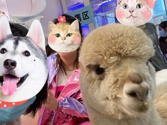 羊驼-千寻布偶家主题咖啡馆