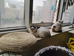 -Cappucimeow猫咪咖啡馆(韦伯时代店)