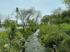 -羊山湖公园