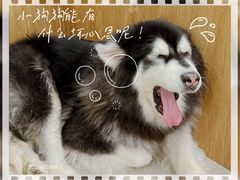 -和它·交个朋友·狗咖猫咖(爱琴海店)