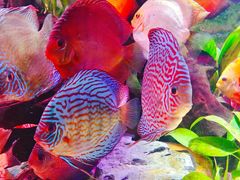 -上海海洋水族馆