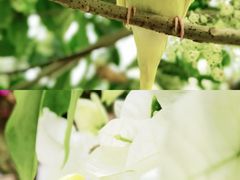 -呀路古热带植物园