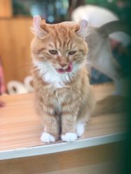 点击看大图 -萌宠亲子动物乐园(槐房万达店)