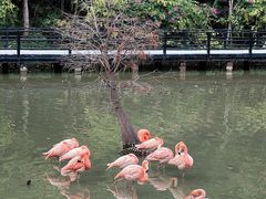 -大湾区中央湿地公园