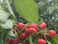 -香木香羊(小汤山店)