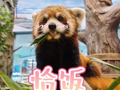 -海合安成都极地海洋公园