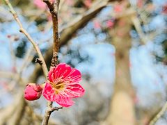 -梅花山(明孝陵内)