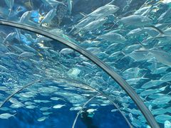 -上海海洋水族馆